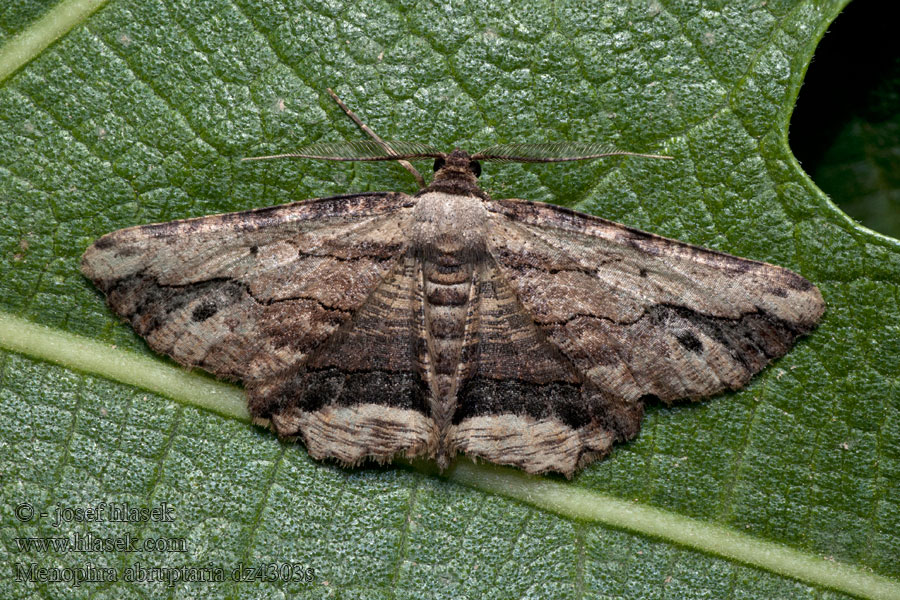 Menophra abruptaria
