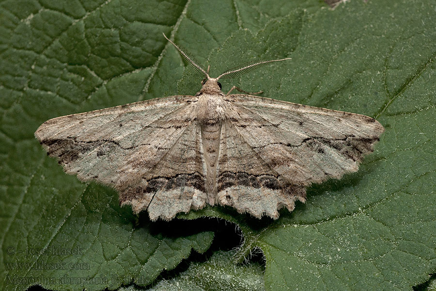 Menophra abruptaria