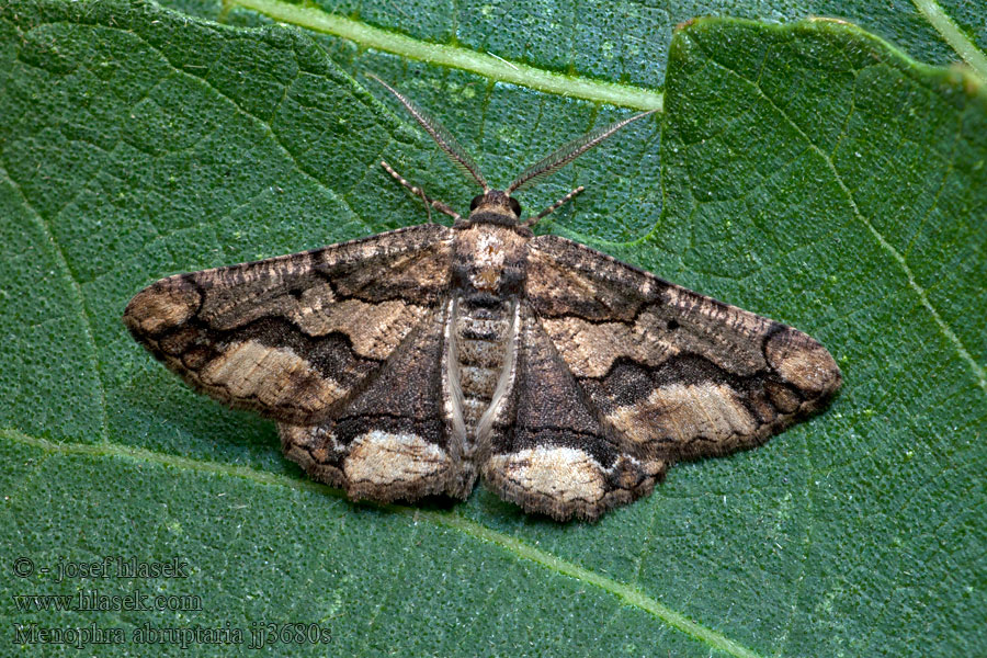 Menophra abruptaria