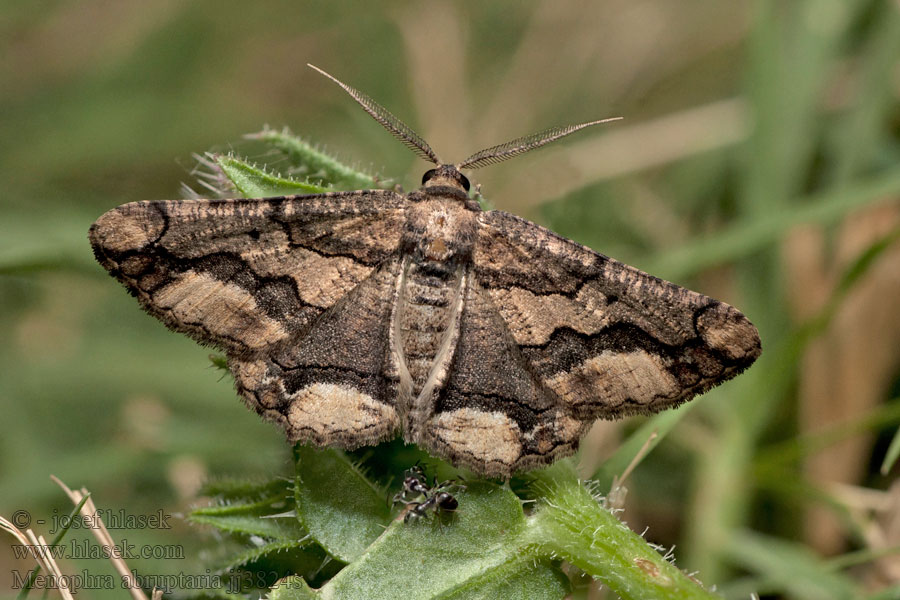 Waved Umber Пяденица острокрылая Menophra abruptaria