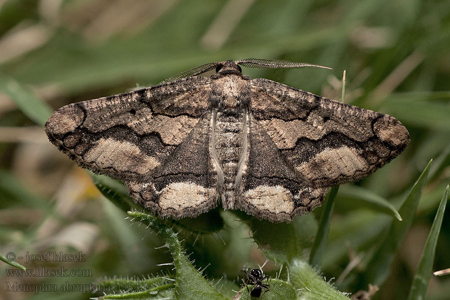 Lederbrauner Fliederspanner Пяденица острокрылая Menophra abruptaria