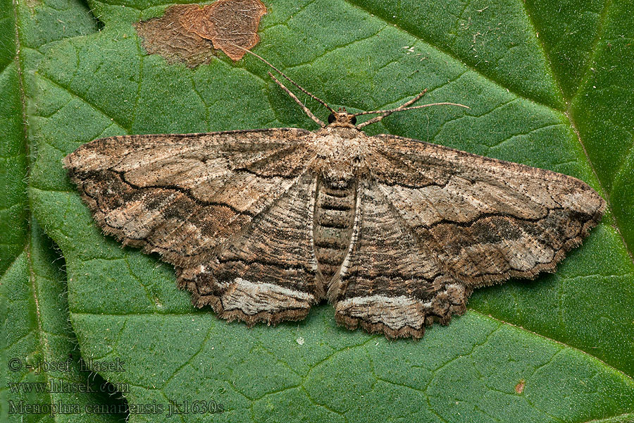 Menophra canariensis