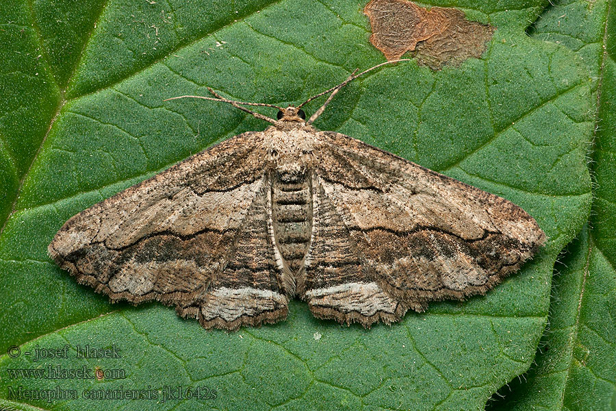 Menophra canariensis