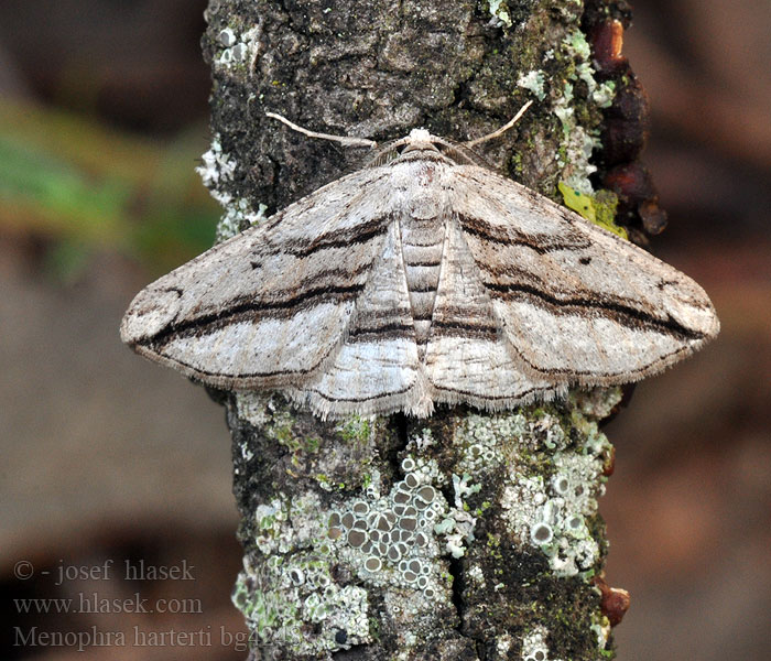 Menophra harterti Ligneuse Hartert Hartert's Umber <!-- голос -->