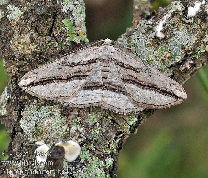 Ligneuse Hartert Hartert's Umber Menophra harterti <!-- голос -->