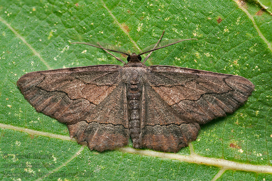 Menophra japygiaria