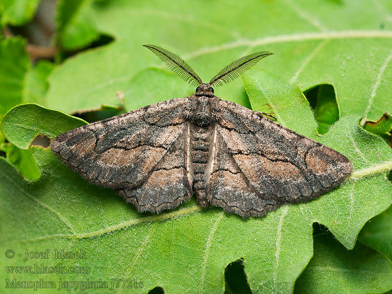 Menophra japygiaria Brassy Waved Umber