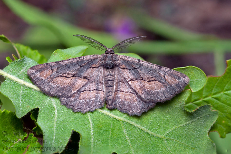 Menophra japygiaria Brassy Waved Umber Pétrifée Costa