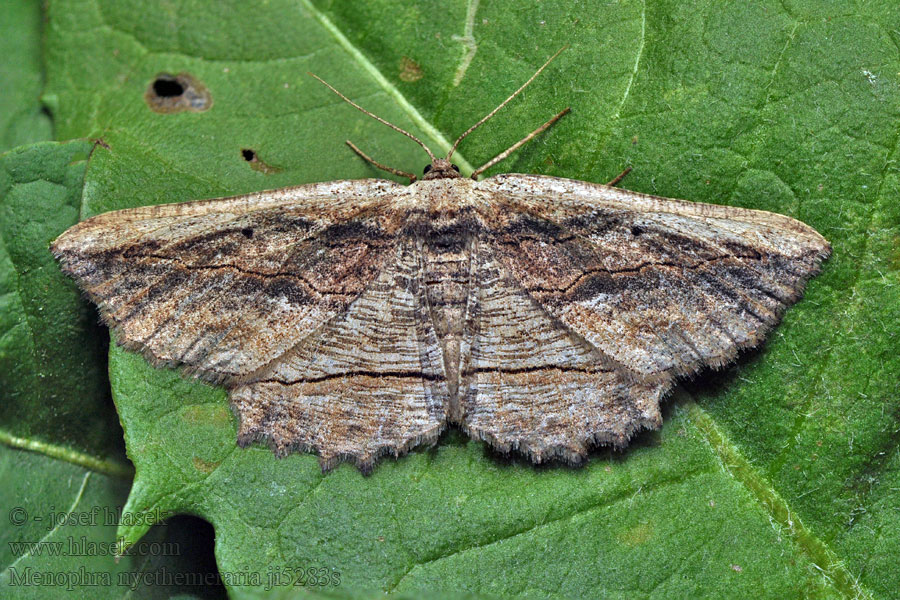 Menophra nycthemeraria