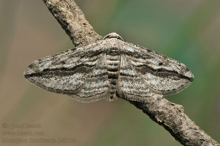 Menophra thuriferaria