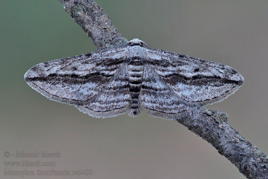 Menophra thuriferaria