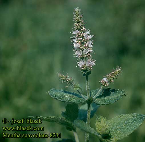 Mentha suaveolens Round-leaved Mint Apple Pyöröminttu Máta vonná Hierbabuena burro