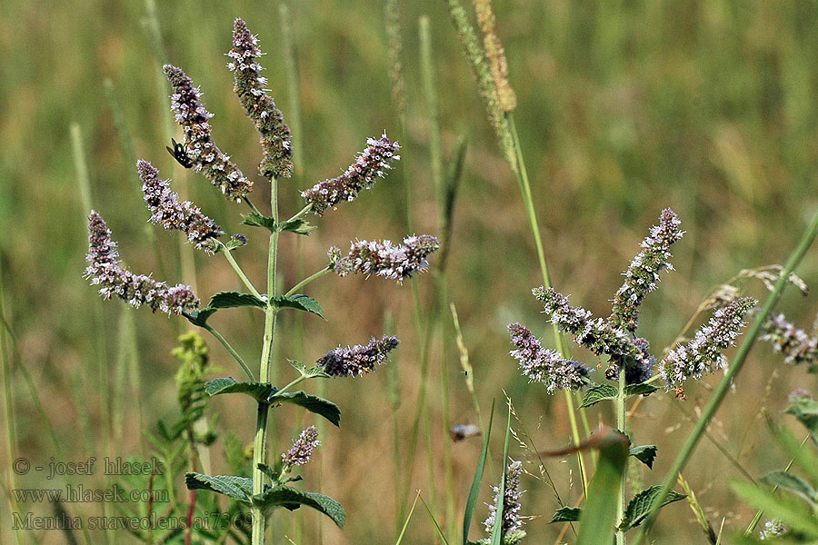 Máta vonná Hierbabuena burro Mentha suaveolens