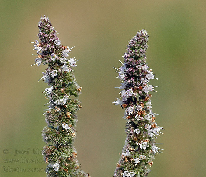 Mentha suaveolens