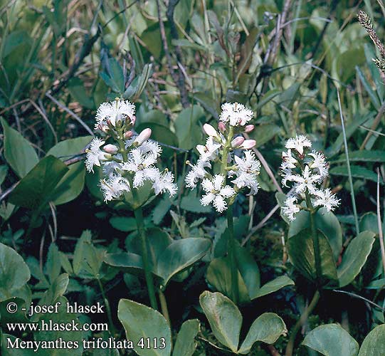 Menyanthes trifoliata Горчивче Almindelig Bukkeblad Trèfle eau