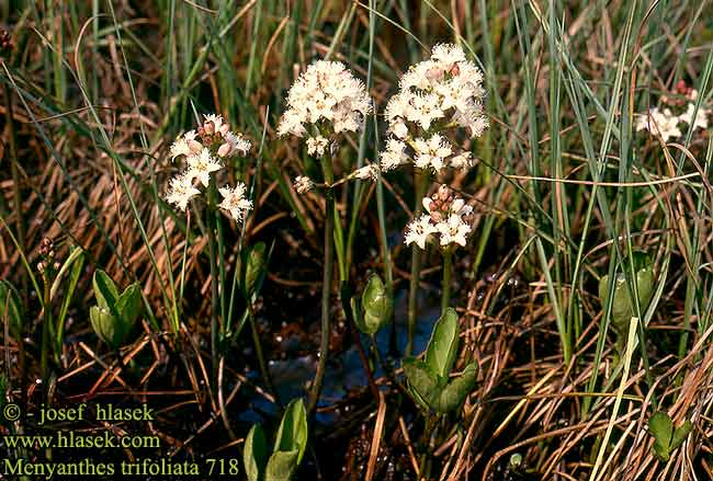 ミツガシワ Trilapis Puplaiškis Waterdrieblad Bobrek trójlistkowy