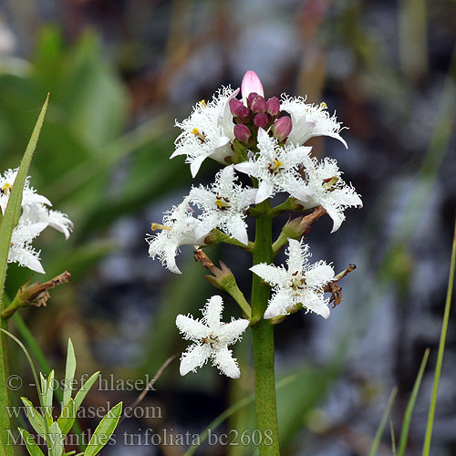 Raate Menyanthes trifoliata Горчивче Almindelig Bukkeblad