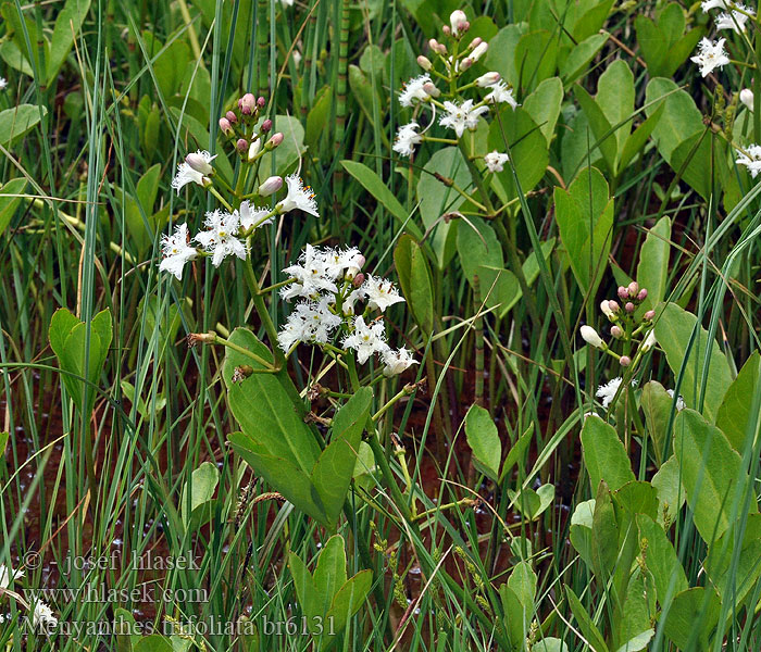 Menyanthes trifoliata Vachta trojlistá Trébol agua