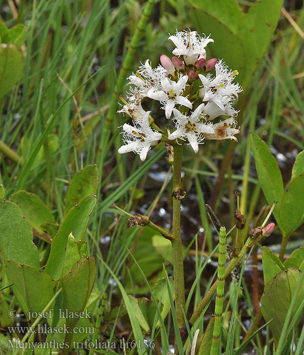 Menyanthes trifoliata أطريفل الماء Üçyarpaq suyoncası