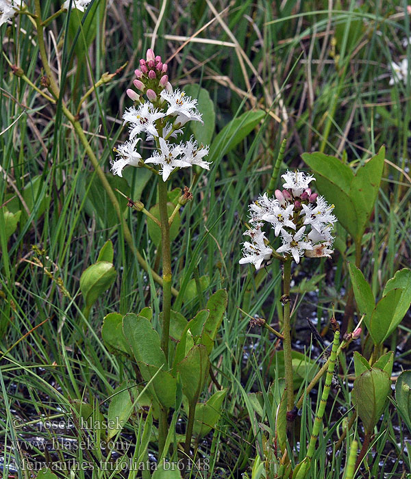 Menyanthes trifoliata Trèvol d'aigua 조름나물