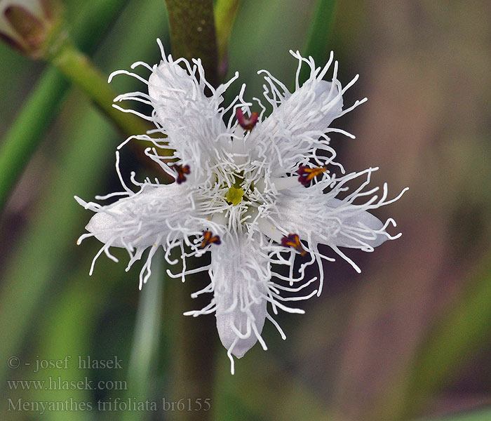 Menyanthes trifoliata Třiłopješkaty kózlik Horblaðka