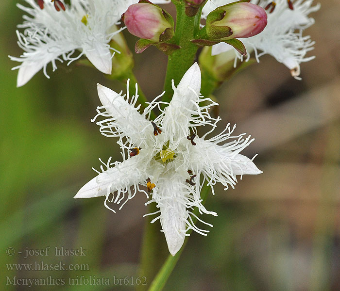 Menyanthes trifoliata Bukkeblad Вахта Muoskkáš Raate