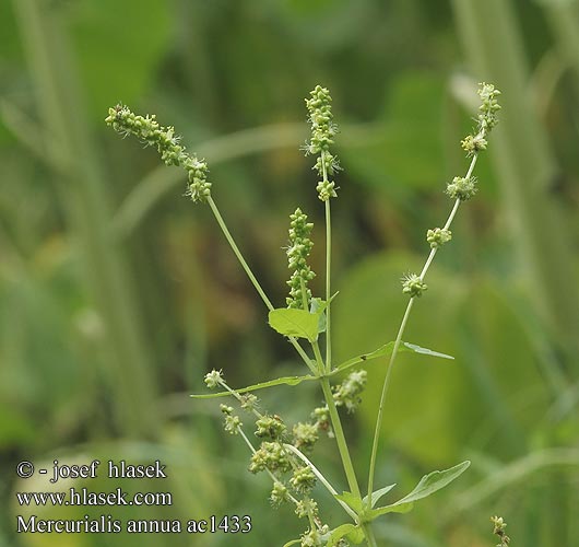 Mercurialis annua Einjähriges Bingelkraut Mercuriale annuelle