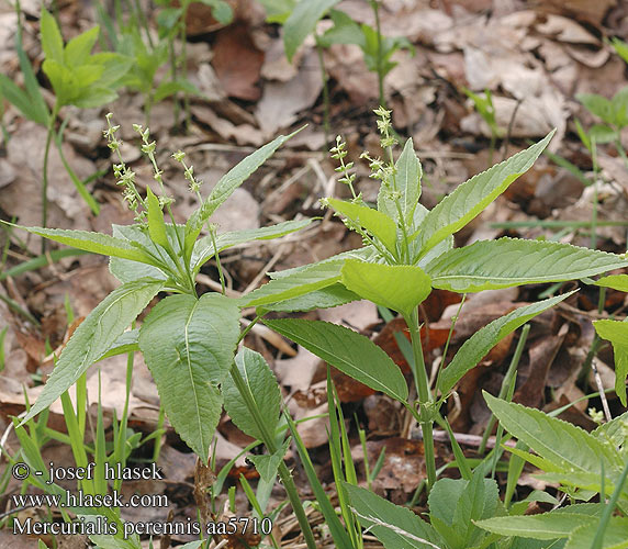 Mercurialis perennis Wald-Bingelkraut Almindelig Bingelurt Dog's Mercury