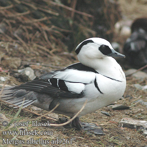 Mergus albellus Mergellus Smew Lille Skallesluger Uivelo Harle piette Nonnetje Pesciaiola Kisbukó Kis bukó Zwergsäger Tracz bielaczek Potápač biely Morčák bílý Serreta Chica Salskrake Ferestraşul mic Bodârlăul Lappfiskand 斑頭秋沙鴨 Луток ミコアイサ 흰비오리 Νανοπρίστης Merganso-pequeno Луток Sütlabi מרגון גמד