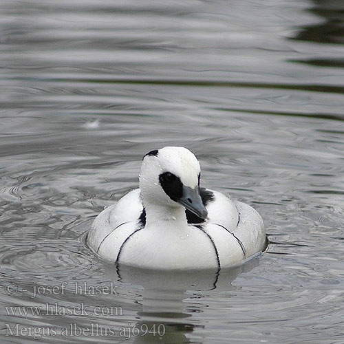 Merganso-pequeno Луток Sütlabi מרגון גמד Mergus albellus Mergellus Smew Lille Skallesluger Uivelo Harle piette Nonnetje Pesciaiola Kisbukó Kis bukó Zwergsäger Tracz bielaczek Potápač biely Morčák bílý Serreta Chica Salskrake Ferestraşul mic Bodârlăul Lappfiskand 斑頭秋沙鴨 Луток ミコアイサ 흰비오리 Νανοπρίστης