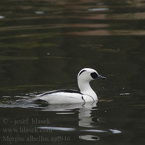 Smew Lille Skallesluger Uivelo Harle piette Nonnetje Pesciaiola Kisbukó Kis bukó Zwergsäger Tracz bielaczek Potápač biely Morčák bílý Serreta Chica Salskrake Ferestraşul mic Bodârlăul Lappfiskand 斑頭秋沙鴨 Луток ミコアイサ 흰비오리 Νανοπρίστης Merganso-pequeno Луток Sütlabi מרגון גמד Mergus albellus Mergellus