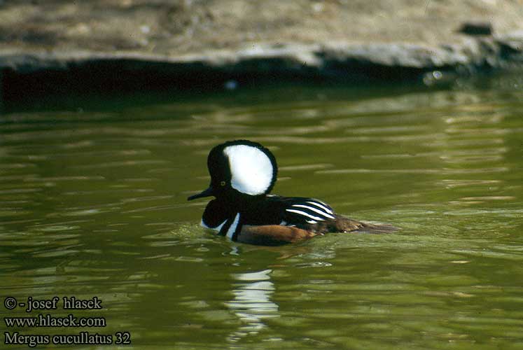 Mergus cucullatus Hooded Merganser Kappensäger Harle couronné Serreta Capuchona Morčák chocholatý Hjelmskallesluger Harjakoskelo Hjelmfiskand Csuklyás bukó Американски нирец Tracz amerykański kapturnik Kübarkoskel Капюшоновый крохаль Potápač prilbatý