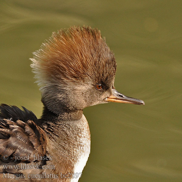 Капюшоновый крохаль Potápač prilbatý Mergus cucullatus Hooded Merganser Kappensäger Harle couronné Serreta Capuchona Morčák chocholatý Hjelmskallesluger Harjakoskelo Hjelmfiskand Csuklyás bukó Американски нирец Tracz amerykański kapturnik Kübarkoskel