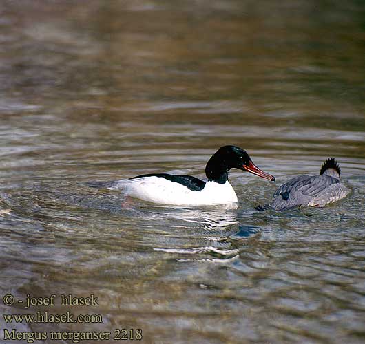 Mergus merganser Goosander Gänsesäger Harle bièvre