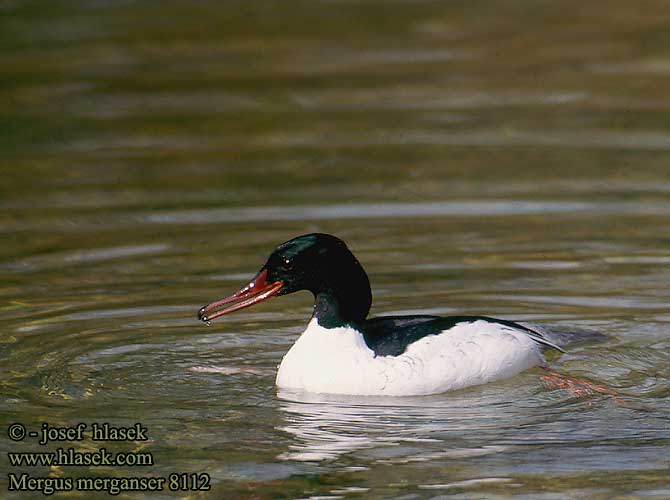 Mergus merganser 8112