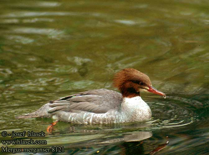 Mergus merganser 8121