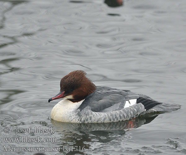 Mergus merganser ba1716