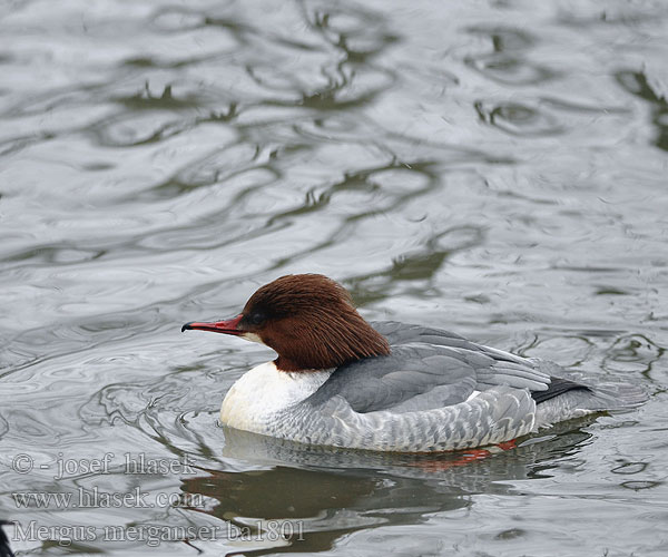 Mergus merganser ba1801