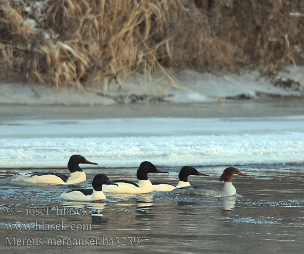 Mergus merganser ba3239