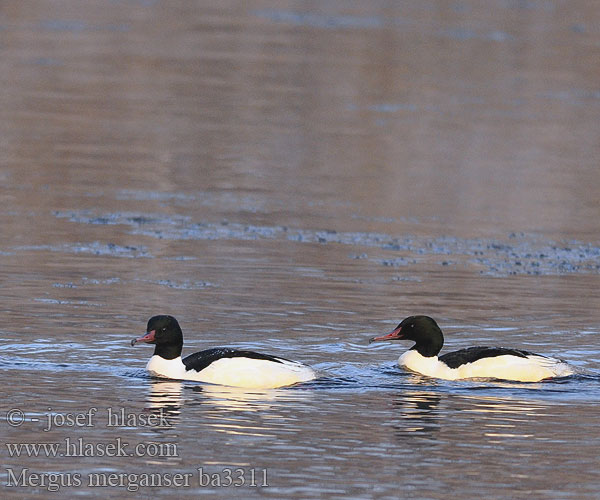 Potápač veľký Lielä gaura Jääkoskel Mergus merganser