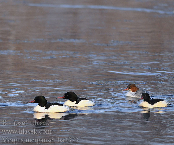 Lielä gaura Jääkoskel Mergus merganser Goosander