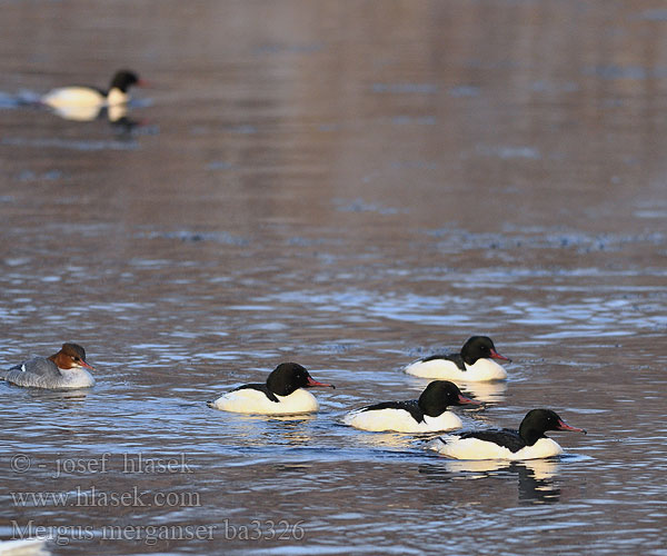 Jääkoskel Mergus merganser Goosander Gänsesäger