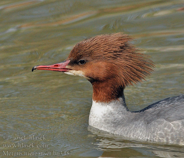 Mergus merganser bn3487