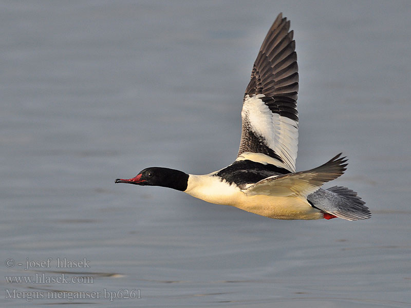 Mergus merganser Goosander Gänsesäger Morčák velký Grote Zaagbek Smergo maggiore