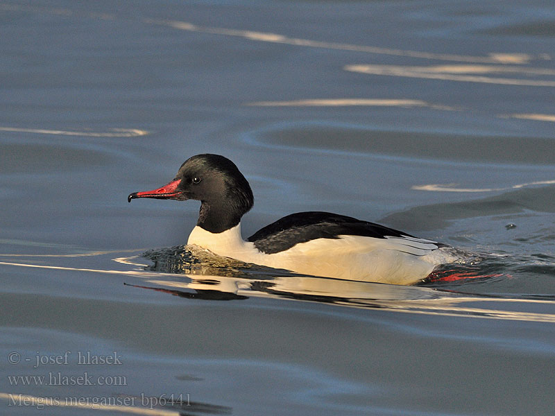 Mergus merganser Goosander Gänsesäger Morčák velký Grote Zaagbek Smergo maggiore