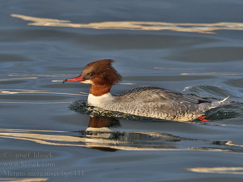 Mergus merganser Goosander Gänsesäger Morčák velký Grote Zaagbek Smergo maggiore