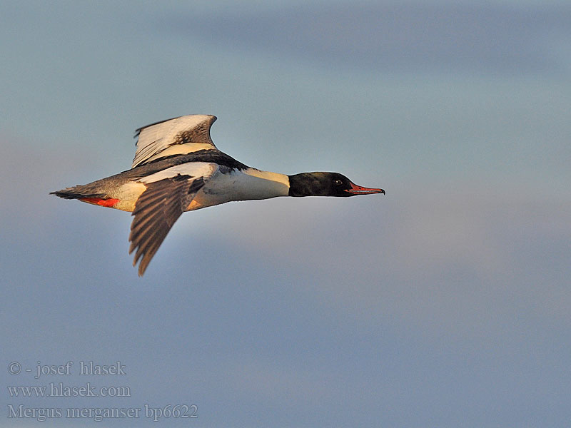 Mergus merganser Goosander Gänsesäger Morčák velký Grote Zaagbek Smergo maggiore