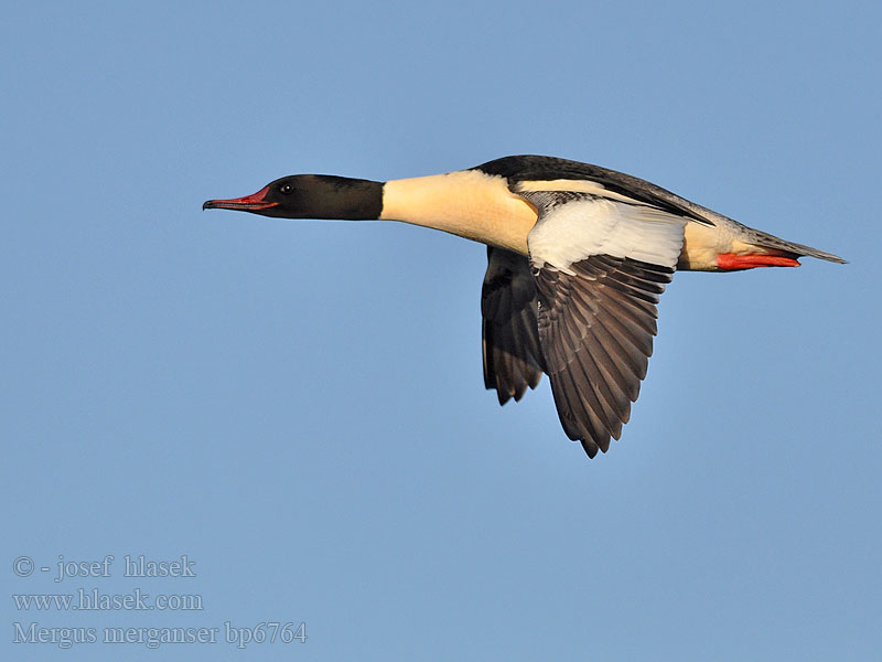 Mergus merganser Goosander Gänsesäger Morčák velký Grote Zaagbek Smergo maggiore