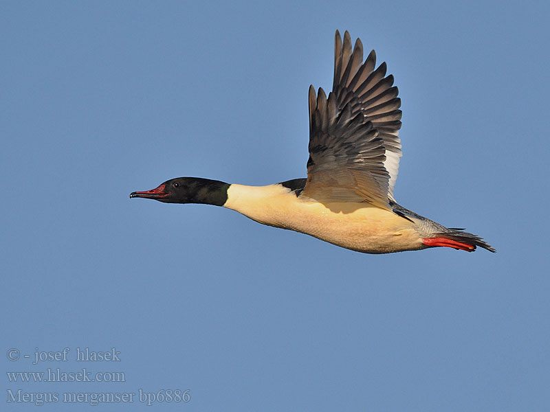 Mergus merganser Goosander Gänsesäger Morčák velký Grote Zaagbek Smergo maggiore