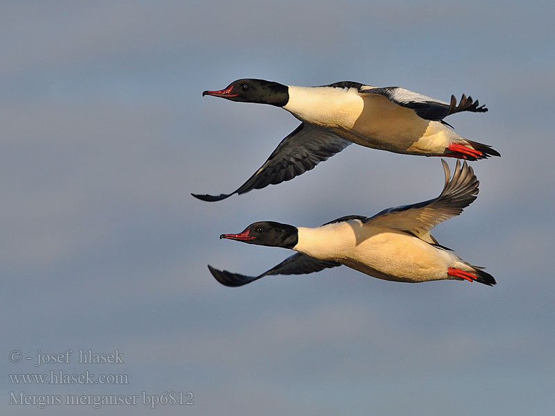 Mergus merganser Goosander Gänsesäger Morčák velký Grote Zaagbek Smergo maggiore